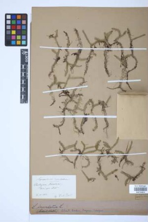 Lycopodiella inundata (L.) J. Holub