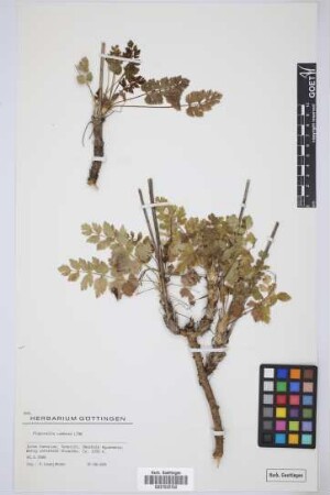 Pimpinella cumbrae Link