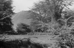 Akazienwald : Blick durch Büsche und Bäume eines Akazienwaldes in Richtung einer Bergkuppel