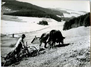 Frühling im Jostal