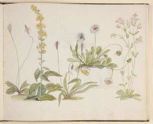 Wiesenblumen [aus einem Skizzenbuch vornehmlich mit Tier- und Pflanzenstudien]