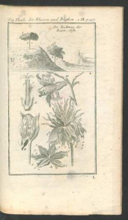 Tafel: Die Theile der Blumen und Blüthen.