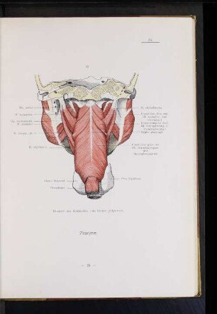 Pharynx.