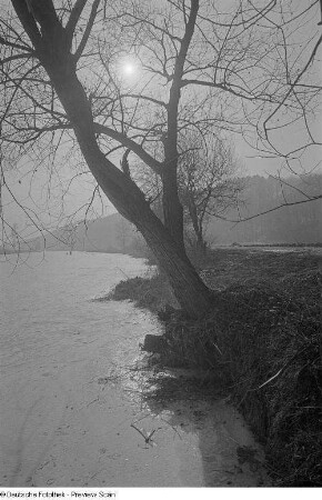 Ein Baum am Flussufer der Zwickauer Mulde durch dessen kahle Äste die Sonne zu sehen ist