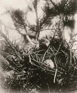 Eichhörnchen (Sciurus vulgaris L.). Nest mit Jungen