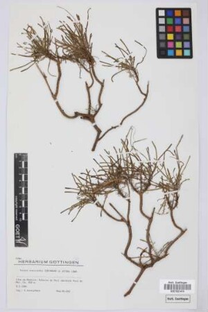 Tolpis succulenta Lowe