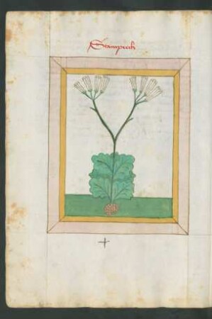 Steinbrech