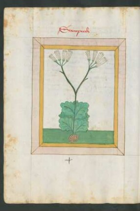 Steinbrech