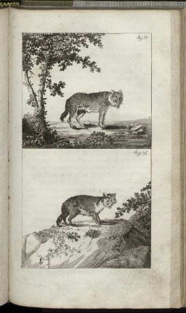 Fig. 34. - Fig. 35.