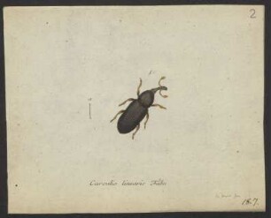 Lixus. Cossonus. Curculio. pag. 196. – 200. nro. 20.