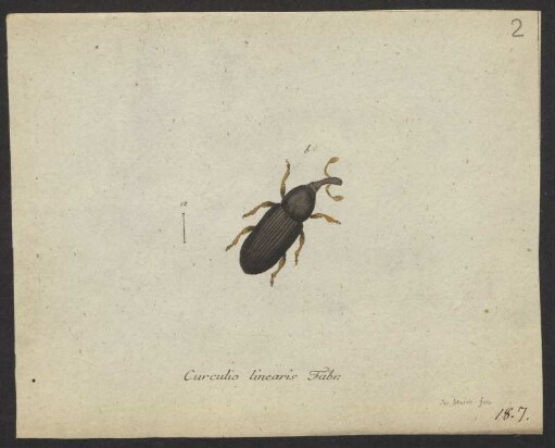 Lixus. Cossonus. Curculio. pag. 196. – 200. nro. 20.