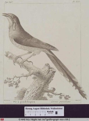 Abbildung eines Corvus Paradoxus(Gelblappen-Honigfresser).