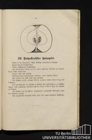 22. Rotgestreifter Holzapfel.