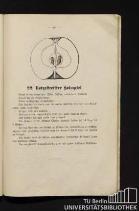 22. Rotgestreifter Holzapfel.