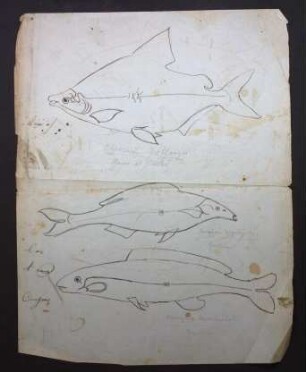 Skizzen mehrerer Fische