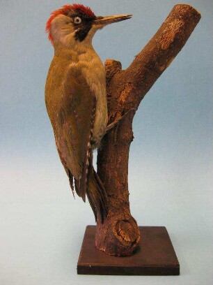 Grünspecht, Picus viridis, weiblich