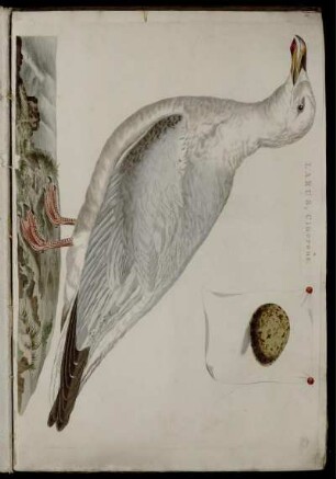 Larus, Cinereus. [bis] Corvus, Corone.