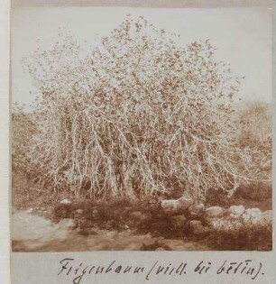 Feigenbaum (viell. bei betin [Bethel]).