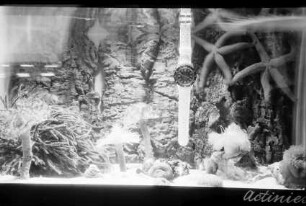 Basel: Uhr im Aquarium