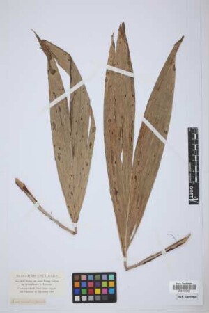 Cocos nucifera pumila