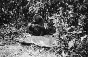 Gorilla : Ein junger Gorilla im Schatten eines Baumes.