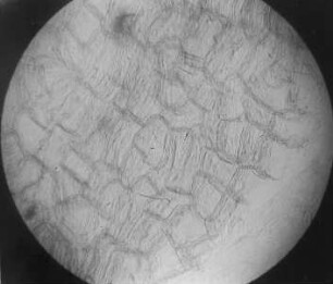 Korkgewebe in der Kohle (R. Potonié) : Geologie | Kohlengeologie | Das mikroskopische Bild der Kohle (Mikroskopische Kohlenpetrographie)