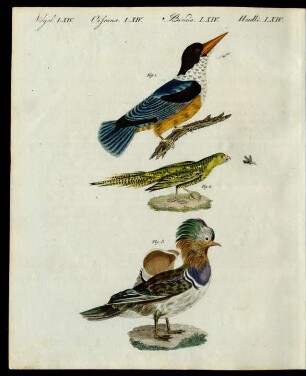 Merkwürdige Vögel.