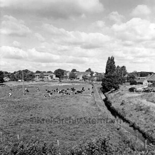 Norderbeste-Tal: Landwirtschaft: Herde schwarzbunter Rinder auf Weide: im Hintergrund Neritz