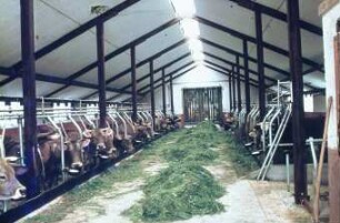 Fotografie: Tierverhalten, Milchviehhaltung, Anbindehaltung, Futtertisch, Futtervorlage