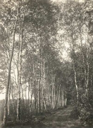 Oberlausitzer Niederung. Birkendamm am Kubitzteich bei Neudorf