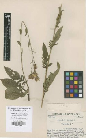 Serratula tinctoria L.
