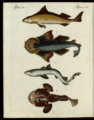 Hay-Fische verschiedner Art.