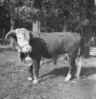 Long Island, Bulle auf der Lester Davis Farm