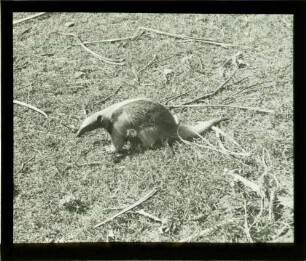 Tamandua tetradactyla (Linnaeus, 1758)