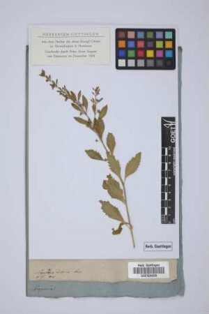 Scoparia dulcis Jacq.
