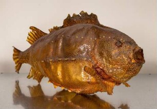 Nordatlantischer Seehase (Cyclopterus lumpus)