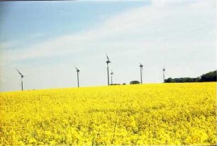 Windkrafträder zwischen Barkhorst und Eichede, davor Rapsfeld