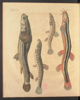 Tafel V.: Fische.