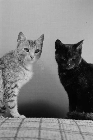 zwei Katzen