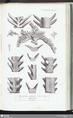 T. Crétacés, Pl. 796