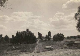 Lüneburger Heide. Heideweg
