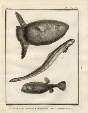 Tom I. Pl. 22. Pag. 461. 1. Ostracion Mucheté. 2. Tétrodon Lune. 3. Ophide Chinoise.