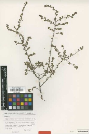 Phyllanthus subcuneatus Greenm. [type]