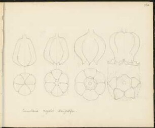 Skizzenbuch 4: Ornament- und Architekturstudien, Convallaria majalis Maiglöckchen