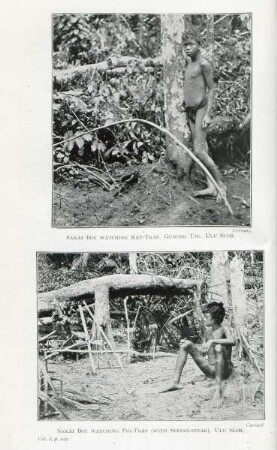 Sakai boy watching rat-trap, Gunong Ubi, Ulu Slim. Sakai boy atching pig-trap ...