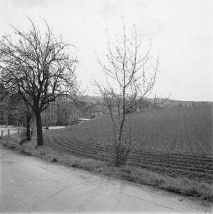 Blick über eine Obstplantage