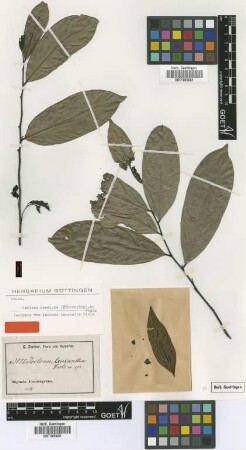 Isolona leucantha Diels [isotype]