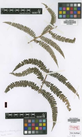 Polystichum albomarginatum M.Kessler & A.R.Sm. [isotype]