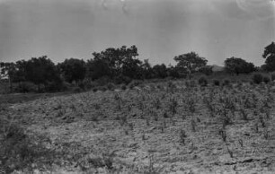 Ackerbauflächen : Ackerbauflächen der Einheimischen in der Steppe bei Kano