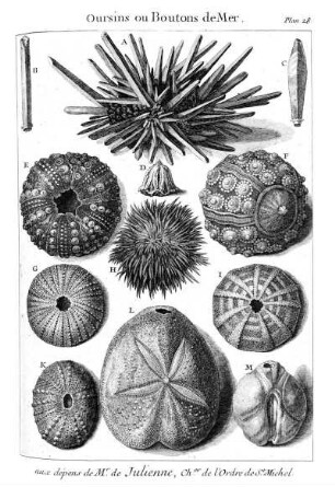 Plan. 28. Oursins ou Boutons de Mer